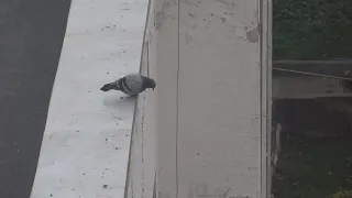 Suicidal pigeon