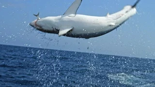 Monster Mako Shark Flys Out Of Water To Ambush Prey | SHARK WEEK