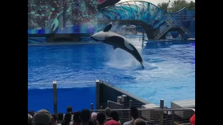 Целующиеся касатки Орландо Флорида Sea World 06.2017