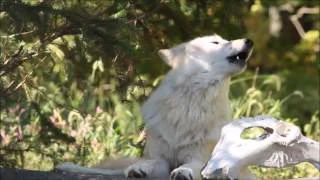 Beautiful Wolf, Beautiful Howl