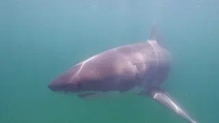 Great White Shark Eco Tours | Cape Cod