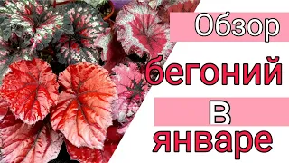 ОБЗОР БЕГОНИЙ В ЯНВАРЕ /2 ЧАСТЬ/комнатные цветы