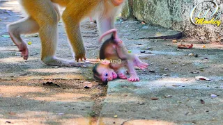 Sad ! Baby SABA is monkey upset with his mother.