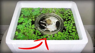 I made a baby fish sanctuary tank using styrofoam