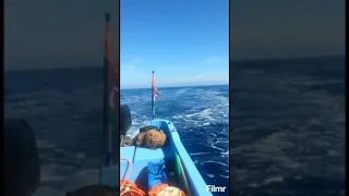 Как уничтожают тунца жесть   рыбалка в Средиземном море 2020