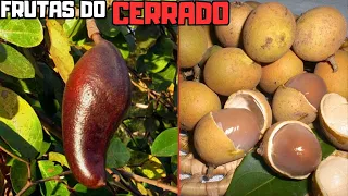 AS FRUTAS Brasileiras ESTRANHAS Nativas do CERRADO Mais CURIOSAS e INCRÍVEIS