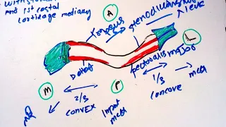 CLAVICLE | BONES OF UPPER LIMB | ANATOMY | SIMPLIFIED ✔