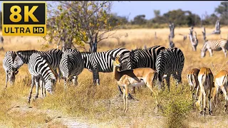 Animals of Africa 4k  Okavango Delta of Africa With Amazing African Wildlife Footage and Real Sound