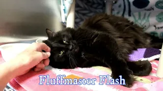 Meet Fluffmaster Flash