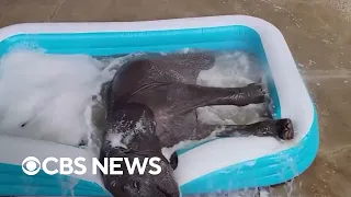 900-pound baby elephant plays in bubble bath