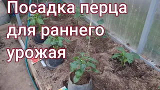 Посев перца для раннего урожая