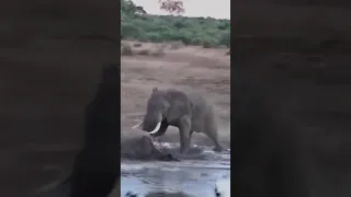 Носорог против слона
