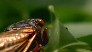 Once-in-a-lifetime cicada emergence expected for 2024