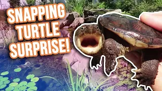 Surprise Snapping Turtle in a *BACKYARD POND*