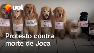 Caso Joca: página protesta contra morte de Golden: ‘Não somos bagagem’