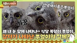 [#TV동물농장] 식당 인기스타 뿌엉이🦉 근데 알고보니 뿌엉이는 수리부엉이가 아니다😱? 뿌엉이의 정체는?! #TV동물농장 #AnimalFarm #SBSstory / EP.1139