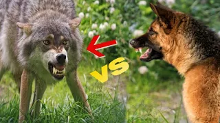 Wolf vs German Shepherd 1 on 1!!!