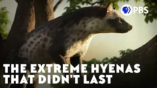 The Extreme Hyenas That Didn't Last