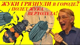 Жуки Грязнули или  Жуки Чистюли? Жуки Уборщики. Жуки Шустряки и Жук Вертолет. Кто Это?