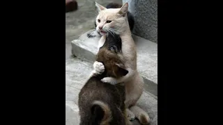 😺 Let me pity you! 🐶 Funny video with dogs, cats and kittens! 🐱