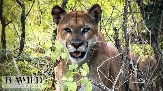 Mountain Lion Encounter - El Encuentro con el Puma / Wildlife - Vida Salvaje / Mexico / Full HD