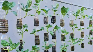 Grow vegetables at home in hanging plastic bottles, unique and space saving