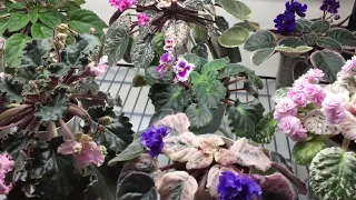 AFRICAN VIOLETS - Blooming in March 2021 - Part I - Standards