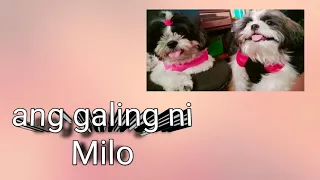 galing mag shakehands nang baby Milo