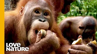 Orangutan Beni Tries to Conquer Food Temptations | Love Nature