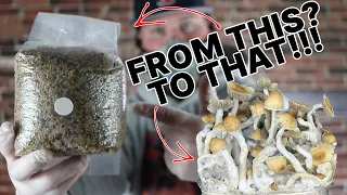 What is the best mushroom grain spawn size? | Everything you need to know