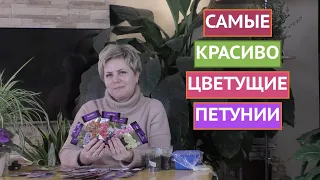 ВЫБИРАЕМ ПЕТУНИИ В СВОЙ САД! КАКИЕ СОРТА И РАЗНОВИДНОСТИ СУЩЕСТВУЮТ!