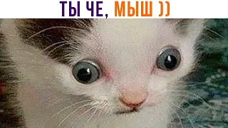 ТЫ ЧЕ, МЫШ ))) Приколы с котами | Мемозг 1046