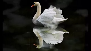 The Swan/Le Cygne  Camille Saint-Saens