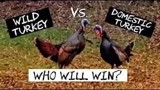 Wild Turkey vs. Domestic Turkey - Who Wins This Backyard Turkey Fight?