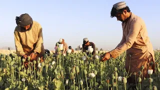 Taliban bans opium as Afghanistan's poppy harvest begins