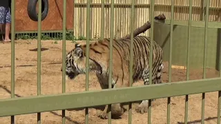 Молодой тигр может быть опасен 🦁🐾 ПАРК ЗЕМЛЯ ПРАЙДА🌿