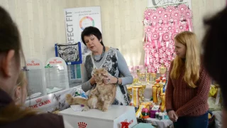 Выставка кошек г.Николаев 2016 г