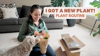 Bringing a new plant home! Easy new plant care routine!