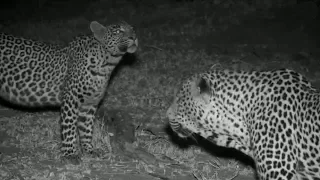 SafariLive June 25 - Leopard Tingana and his daughter Tlalamba! Awesome!