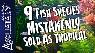 Aquatasy Countdown - 9 Fish Species Mistakenly Sold As Tropical