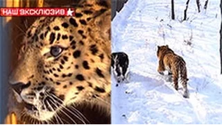 Тигр Амур и козел Тимур принюхиваются к новому соседу леопарду