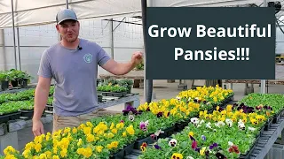 How To Grow and Care For Pansies |Everything You Need To Know|