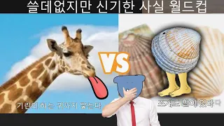 개쓸데없지만 신기한 사실 월드컵