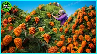 The Most Modern Agriculture Machines That Are At Another Level,How To Harvest Sea Buckthorn In Farm