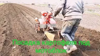 🌱🥔Посадка КАРТОШКИ под 🚜мотоблок/planting potatoes under the tillers