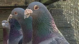 СПОРТИВНІ ГОЛУБИ SPORT PIGEONS GOLEBIE POCZTOWE КОРМ ДЛЯ ЛЬОТІВ