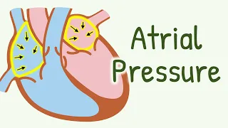 Atrial Pressure Changes During Cardiac Cycle || Cardiac Cycle || Cardiovascular Physiology
