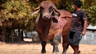 KF 68 | Red Brahman bull from Thailand