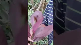 Sabías que Lechero Africano Synadenium Grantii Hook la Variedad Rubra es color Guinda, Rojo oscuro