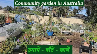 Community Garden In Australia - developed, maintain and run by local communities